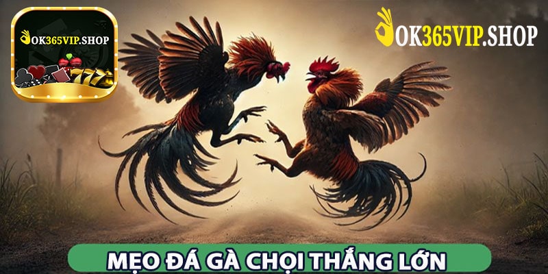 Mẹo Đá Gà Chọi Thắng Lớn